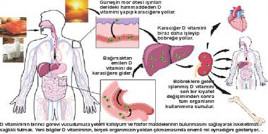 D Vitamini Emilimi